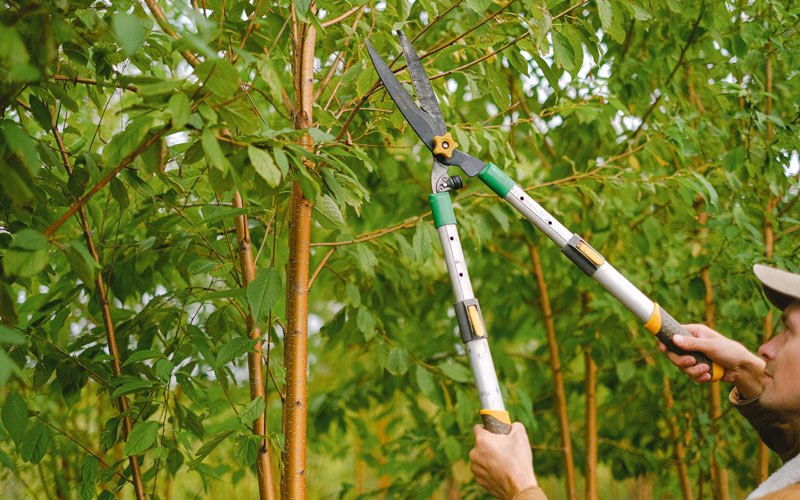 Tree trimming in Westernville, NY